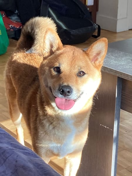 Educateur canin Meute citadine — photo