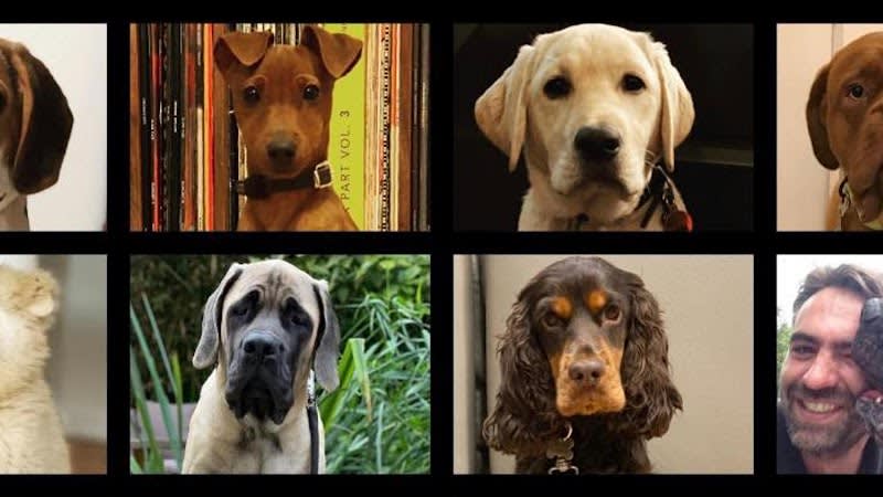 Education Canine Matthieu Gavardin — photo