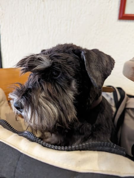 Education Canine Matthieu Gavardin — photo