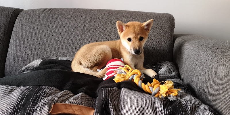 Parlez Vous Chien — photo