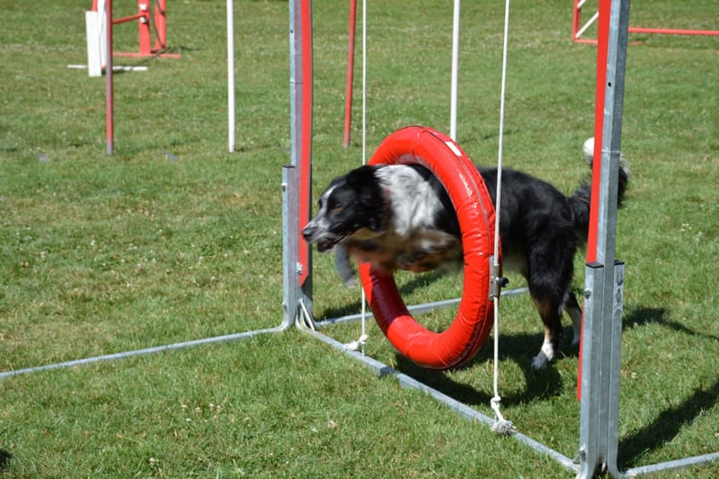 Club Canin de Neuilly-sur-Marne — photo