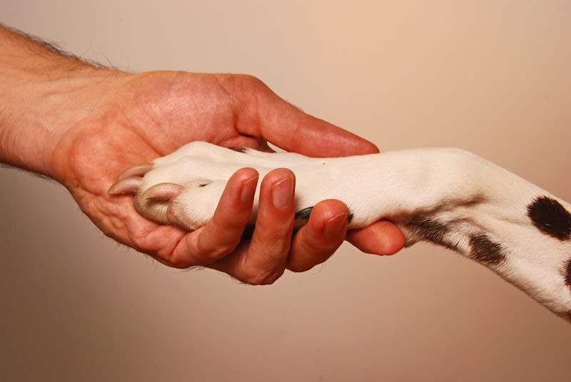 Blog conseils sur les chiens — photo