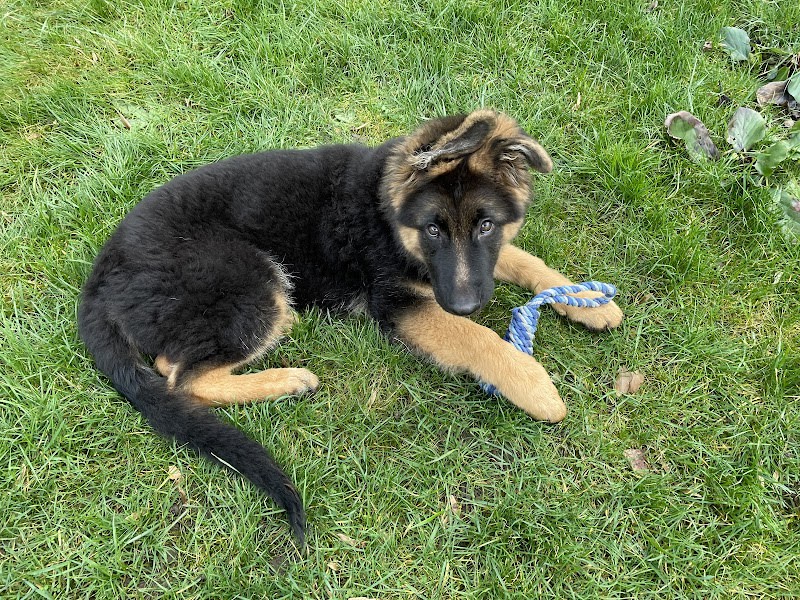 Blog conseils sur les chiens — photo