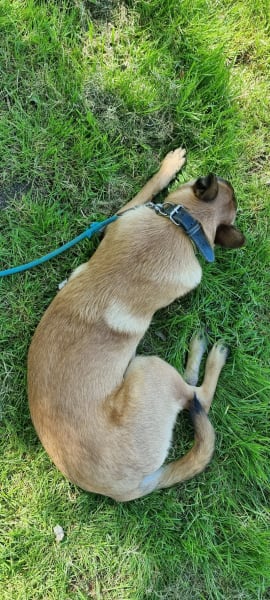 Club des Amis du chien de Sucy — photo