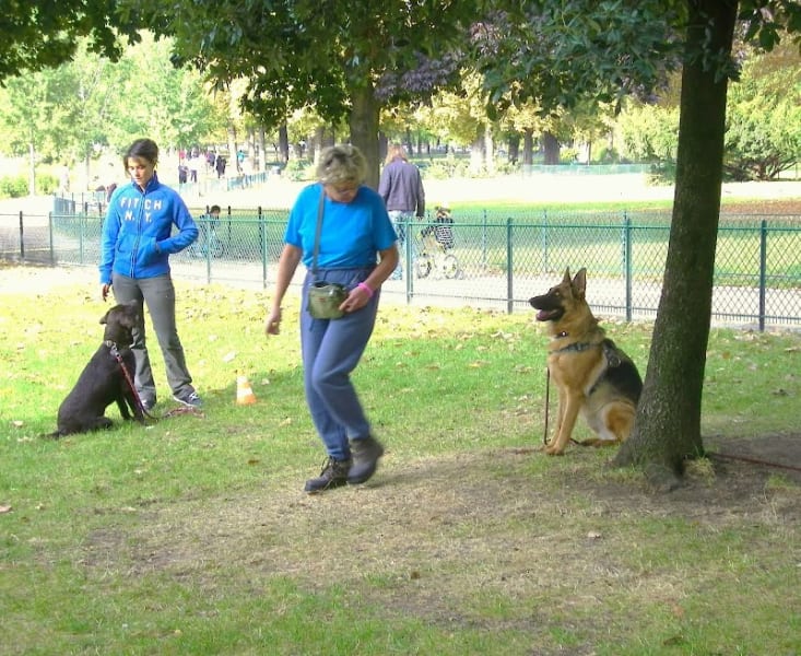 CANI CLASS Education Canine et Comportement — photo