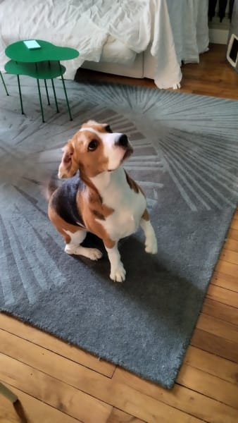 CANI CLASS Education Canine et Comportement — photo