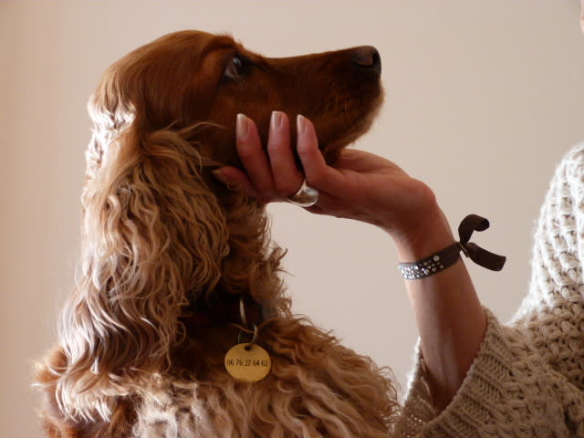 Dog Courtoisie — photo