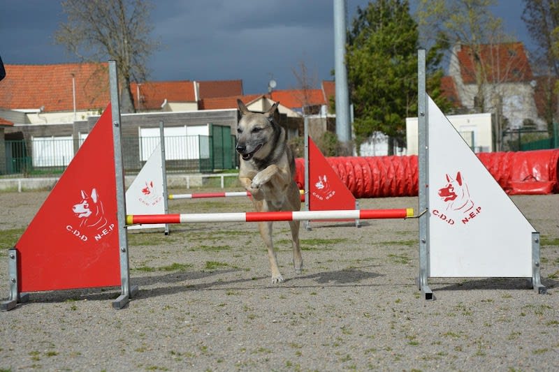 Club D'Education Canine du Nord Est Parisien Garges lès Gonesse — photo