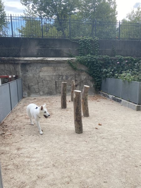 Aire de jeux pour chiens — photo