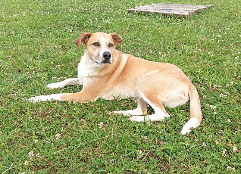 Street Dog Education — photo