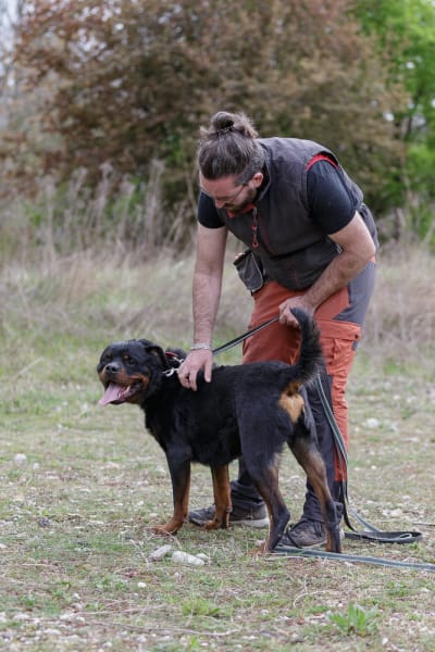 4 pattes et une truffe Educateur canin — photo