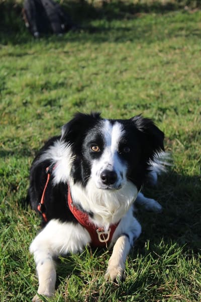M&Educ - Éducatrice Canine & Comportementaliste Lyon — photo