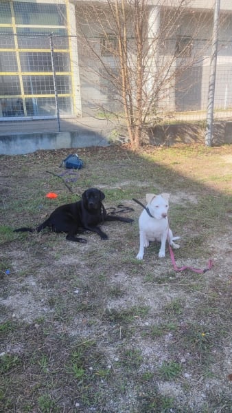 ACE Expertise Canine Lyon - Éducateur canin spécialisé / Comportementaliste - Pension familiale🐕 — photo