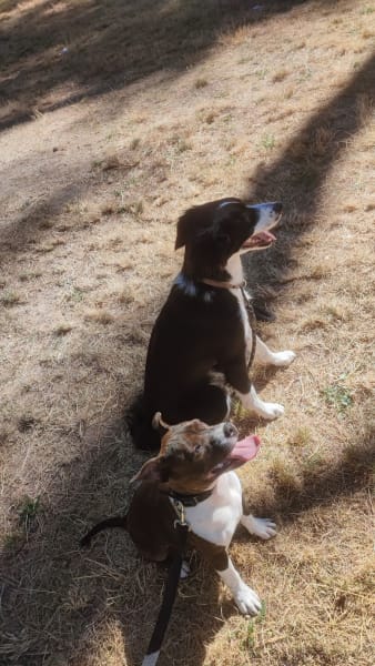 ACE Expertise Canine Lyon - Éducateur canin spécialisé / Comportementaliste - Pension familiale🐕 — photo