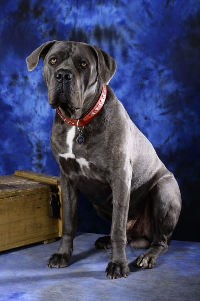 EDUCA DOG LYON — photo