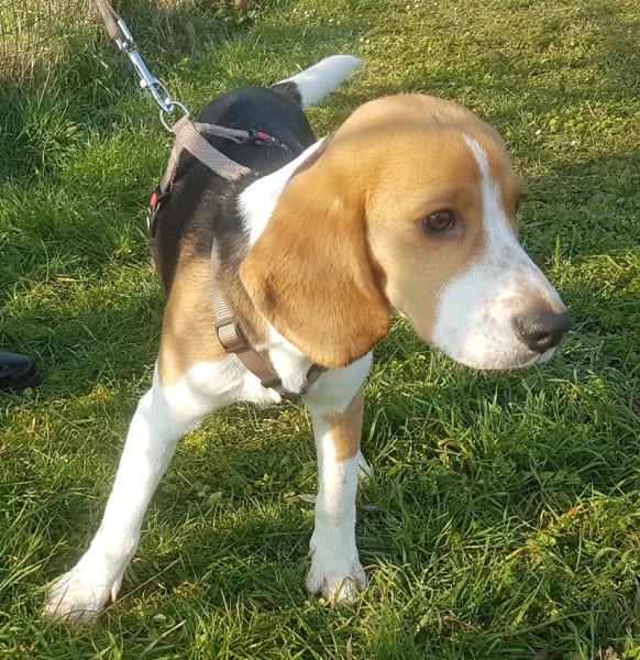 Club d'éducation canine toutes races : Amicale du Berger de Caluire — photo
