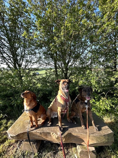 Centre canin les filous — photo