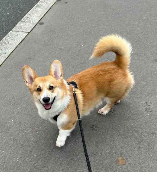 Chien Bleu Lyon — photo