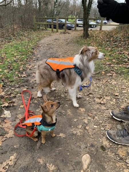 Love Dogs Education & Academy — photo
