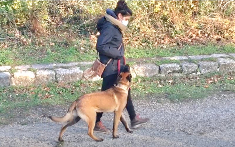 GODOG Éducation canine — photo