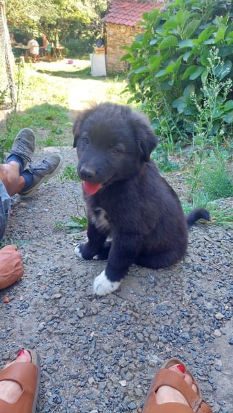 Les Canines - educatrice comportementaliste canin et service de balade à Marseille — photo