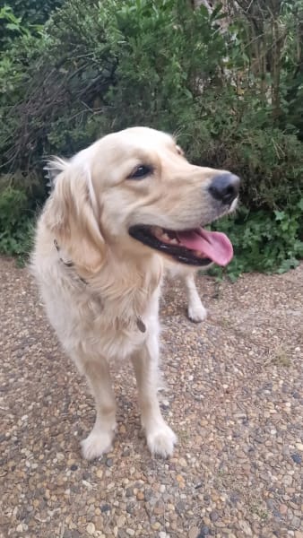 Hear Éducation Canine – Éducateur et comportementaliste canin positif à Marseille — photo