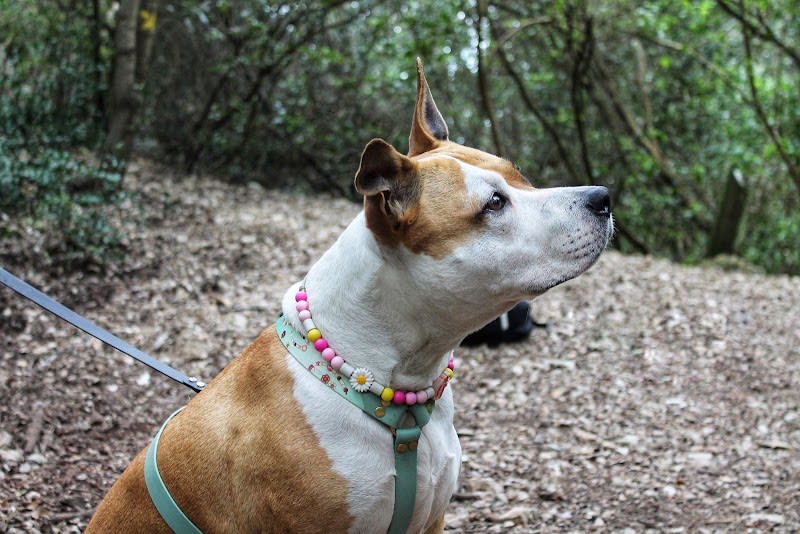 King Dog Marseille - Éducateur Canin — photo