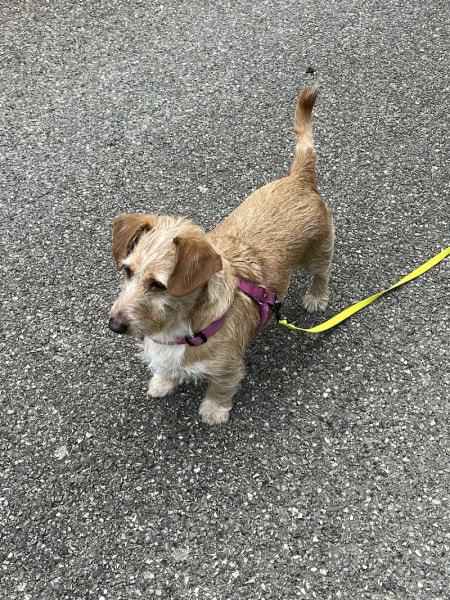 Trois P'tits Chiens - Éducatrice canin — photo