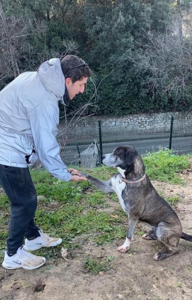 Education canine Marseille (ALL DOG) — photo