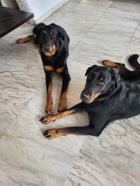 Esprit Canin - Educateur et Comportementaliste Canin à Domicile à Marseille — photo