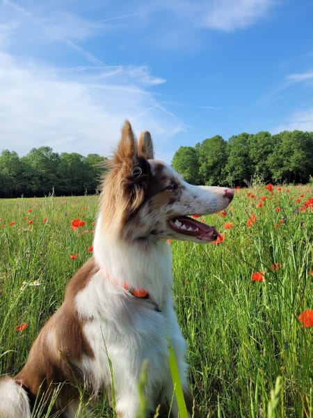Sentiers Canins - Educatrice Comportementaliste Canin et Félin - Education canine bienveillante — photo