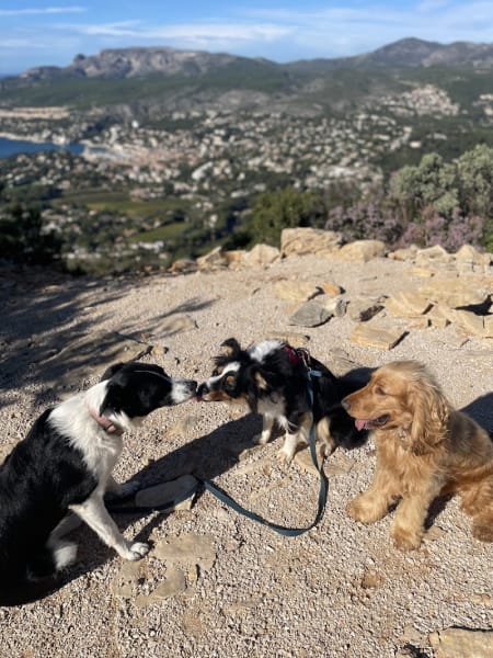 Trust in dogs | À l'écoute du chien, Comportementaliste Canin, Éducateur Canin - Marseille — photo