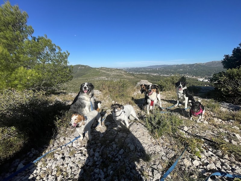 Trust in dogs | À l'écoute du chien, Comportementaliste Canin, Éducateur Canin - Marseille — photo