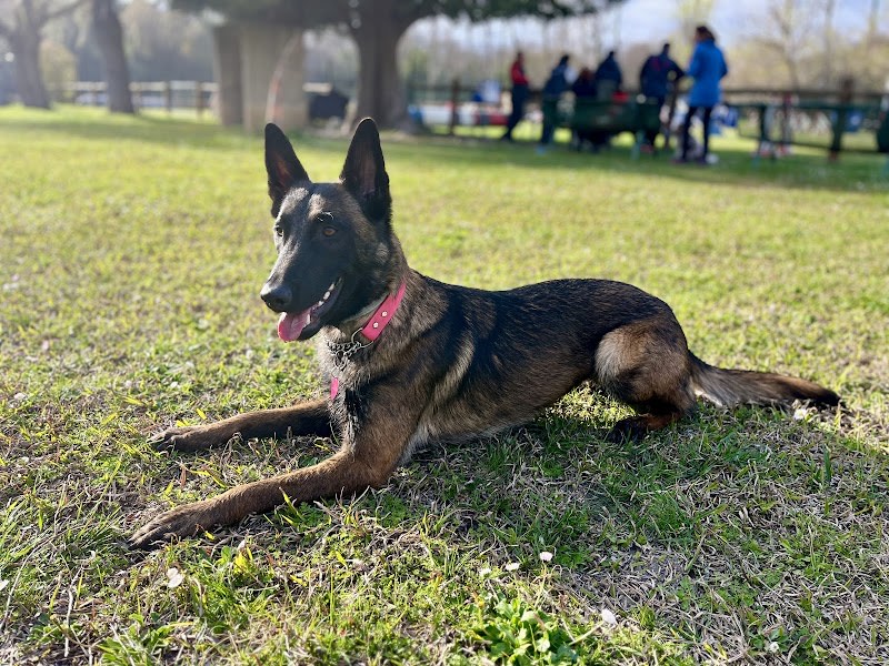Club Canin Les crocs Fidèles — photo