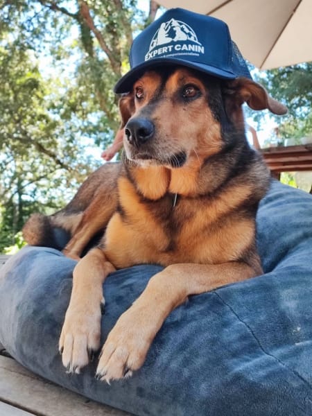 Expert Canin : Éducateur Canin Comportementaliste Toulouse — photo