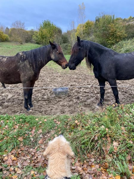 Justine Galliot - Educatrice & Rééducatrice canine — photo
