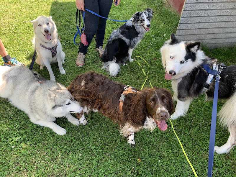 Educateur comportementaliste Canin Respectdogs — photo
