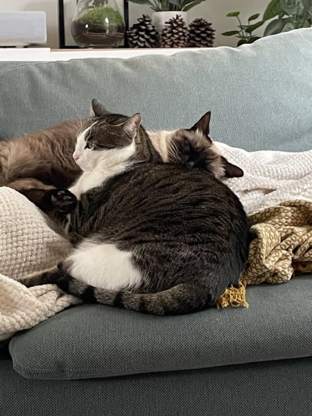 Lénaïg Clouet Comportementaliste du chat | Toulouse - 31 | France entière — photo