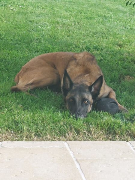 RespectDogs Toulouse Educateur & Comportementaliste Canin — photo