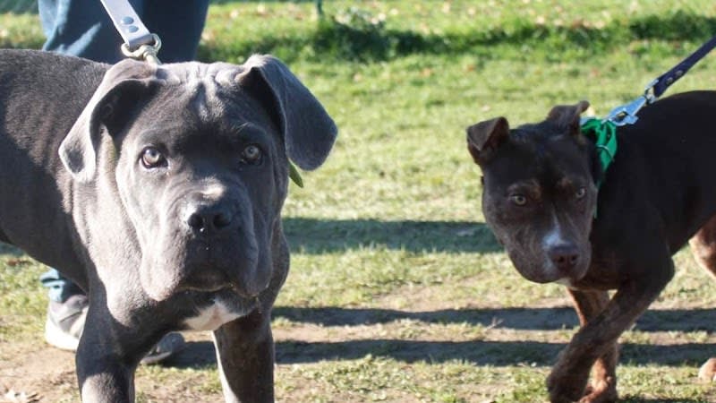 SYM DOG 31 - TOULOUSE - Éducateur Canin — photo