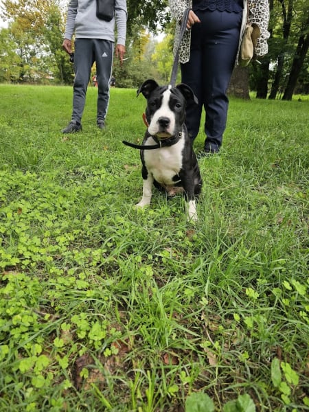 SYM DOG 31 - TOULOUSE - Éducateur Canin — photo