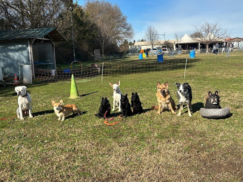 Amicale Blagnacaise du Chien D'utilité — photo