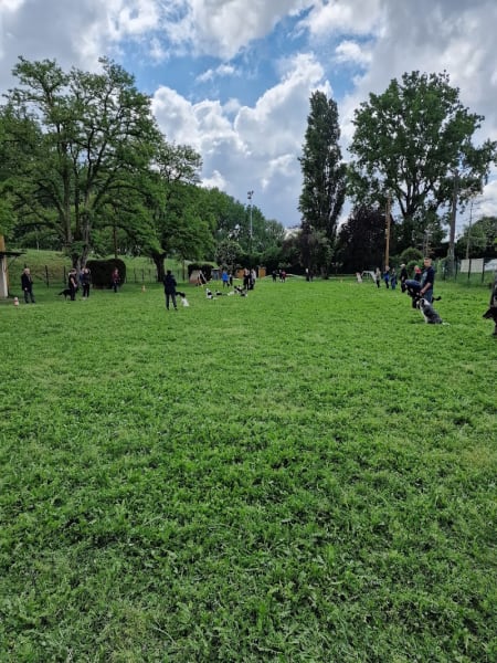 Amicale Blagnacaise du Chien D'utilité — photo