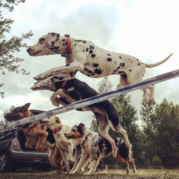 sporting club canin de villeneuve tolosane — photo