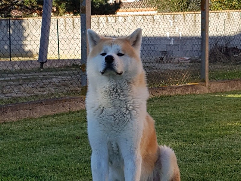 Club Agility Cugnalais — photo