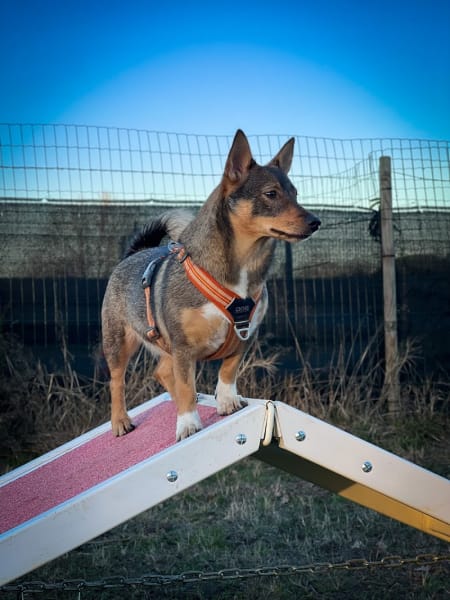 Canidélite Toulouse Sud (ex : Loyauté Canine) — photo