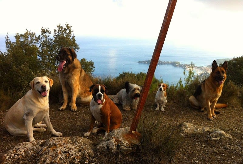 Éducation Canine de la Rose des Vents — photo
