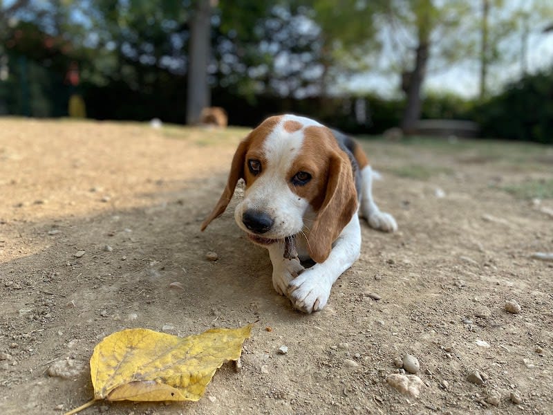 ACADEMIE CANINE 06 — photo