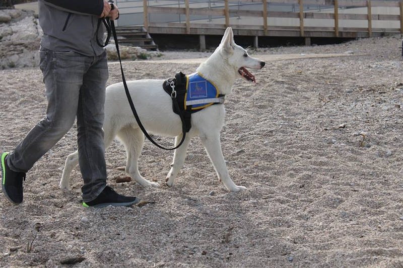 François ILLY - Sirius Education Canine à domicile — photo
