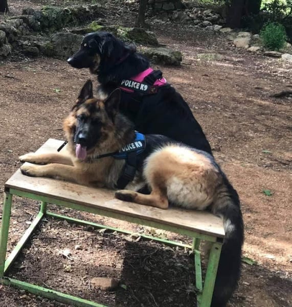 Centre Canin Azur : Éducation canine Alpes-Maritimes 06 — photo